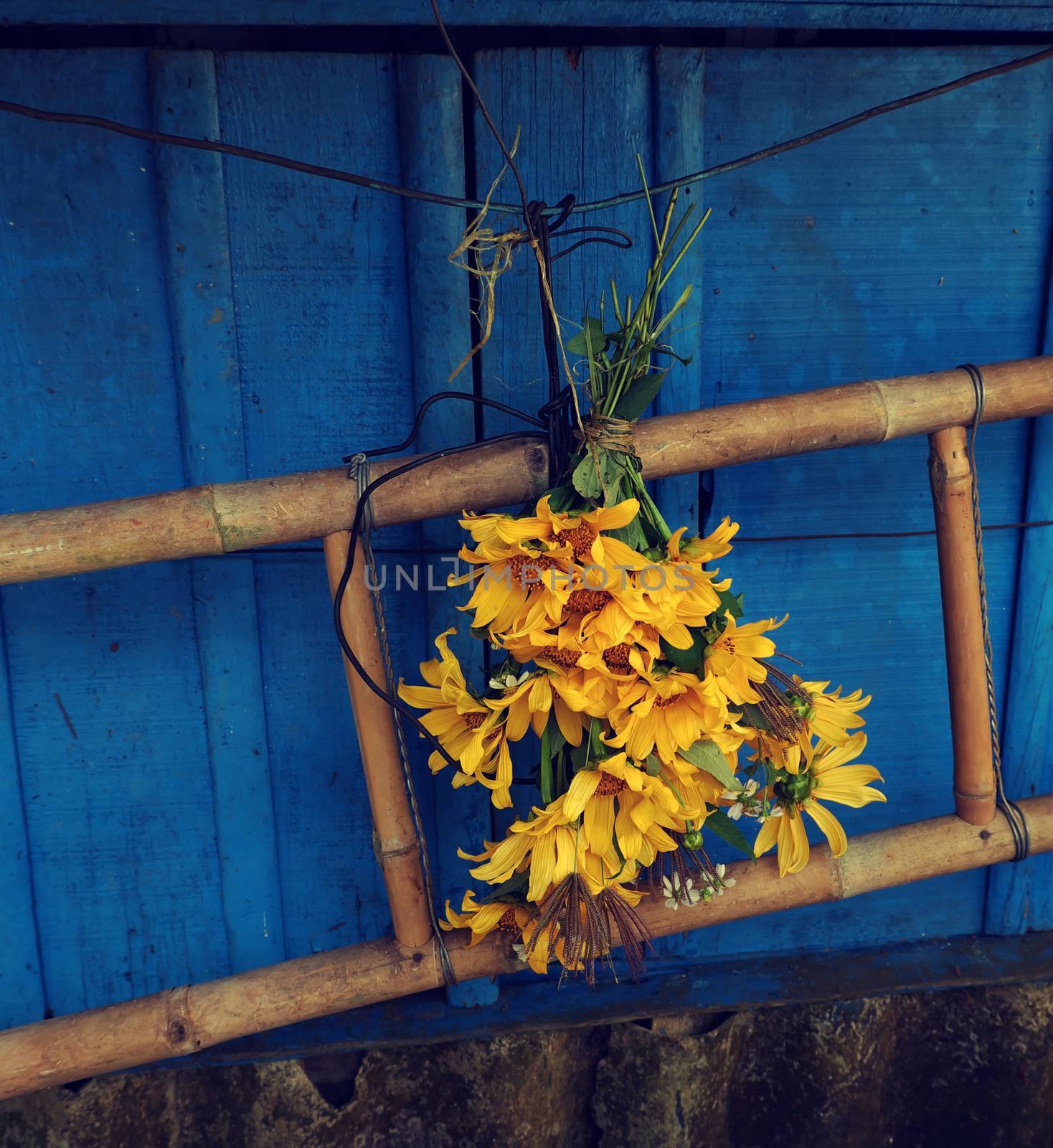 wild sunflower on blue wooden, sorry background by xuanhuongho