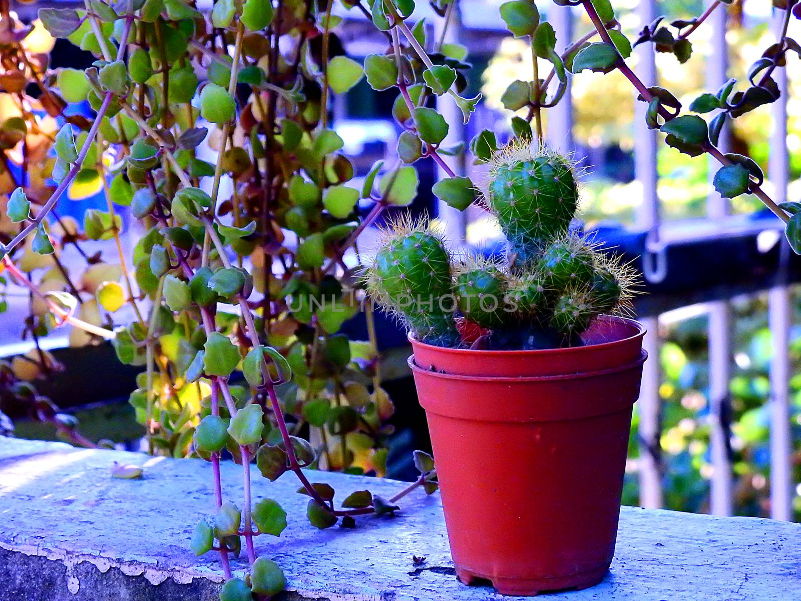 Small cactus in flowerpot plant in garden.