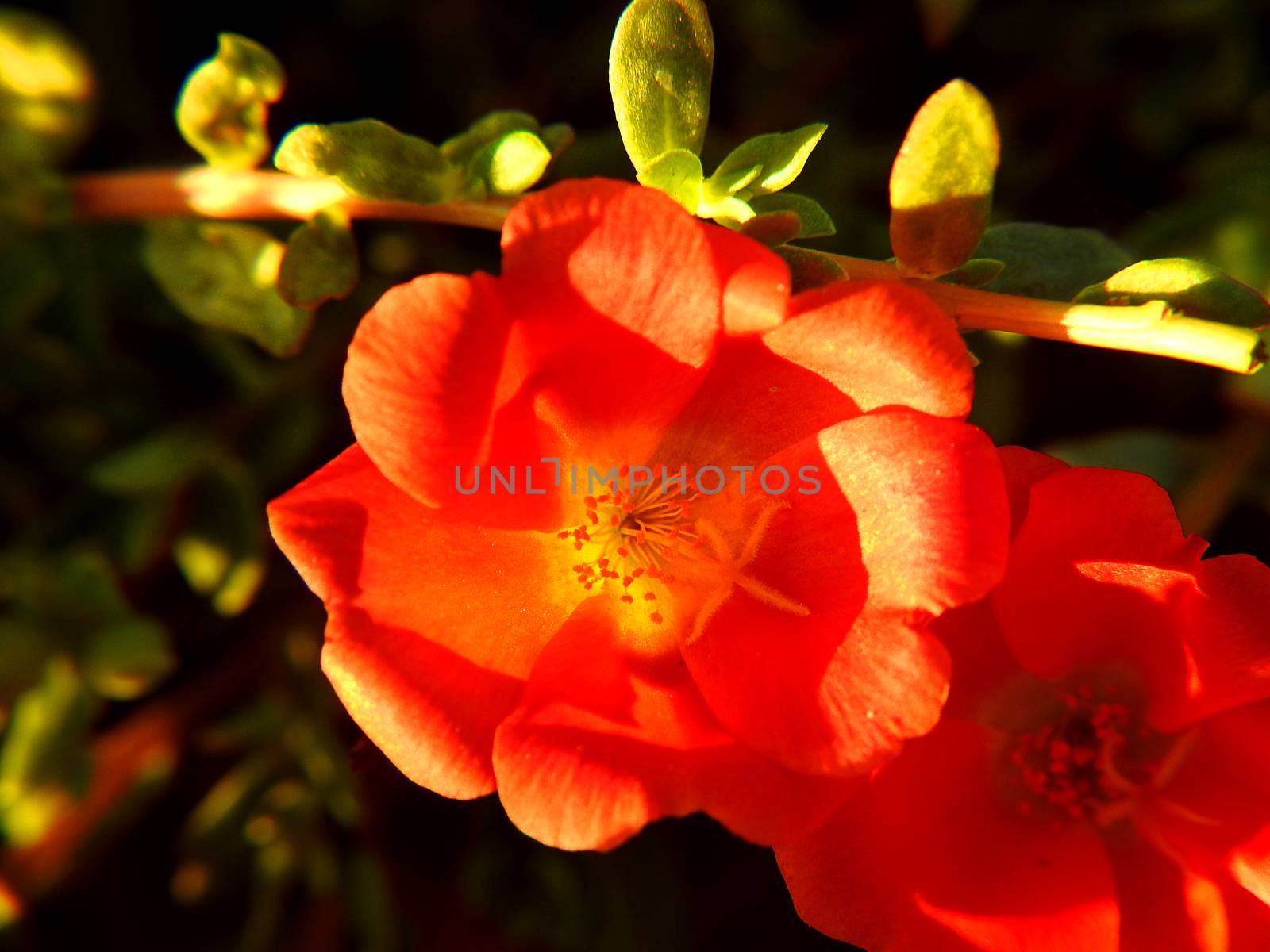 Orange red flower petals in bloom close up.