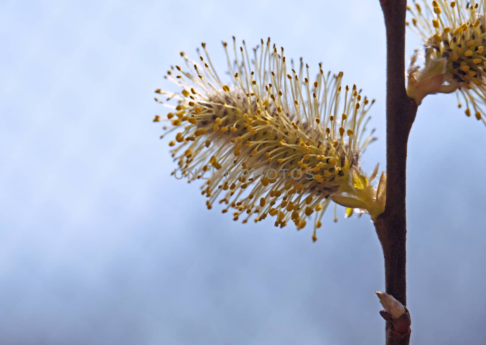Flowering pussy-willow in spring against blurred background, macro shot