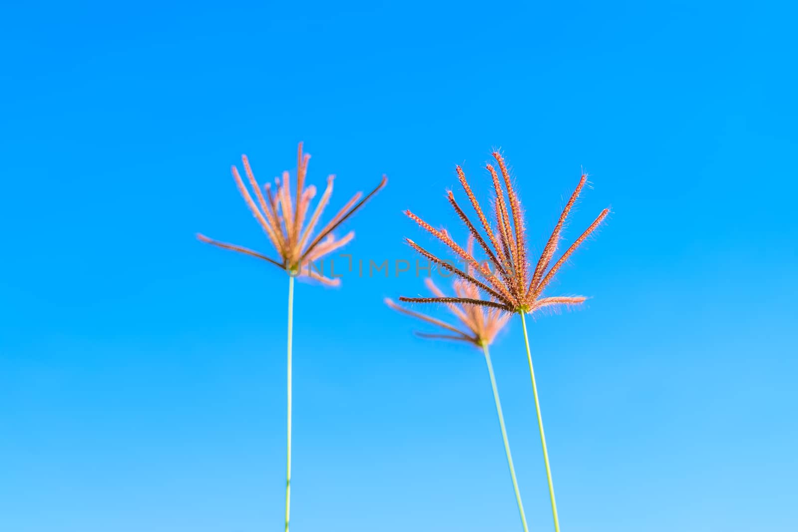 Wild grass flowers in blue sky background