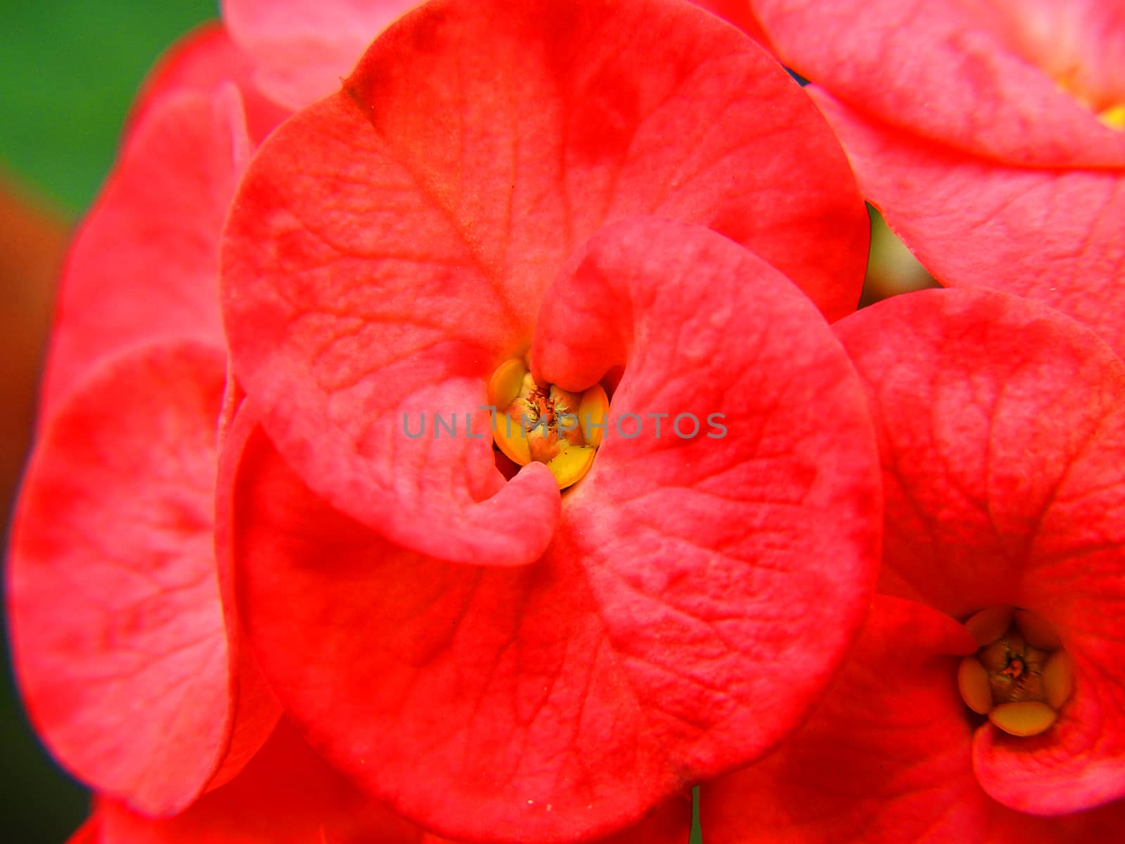 Red flower close up on garden.