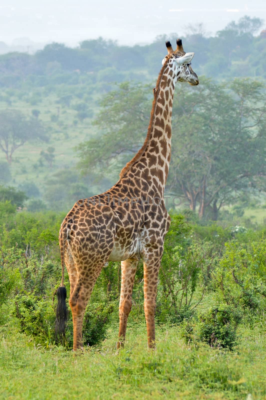 Giraffe in the savanna  by Philou1000
