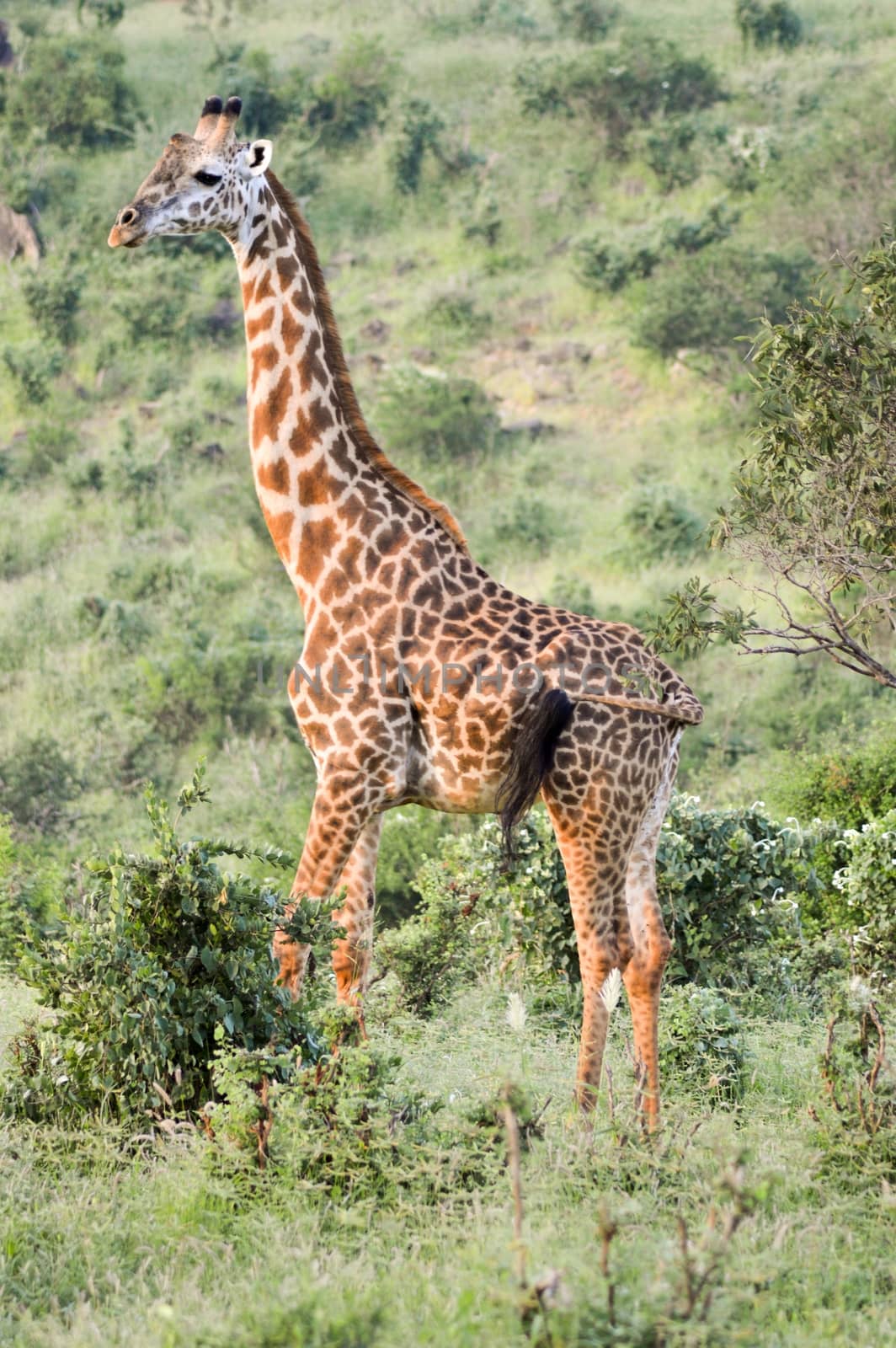 Giraffe in the savanna of East Tsavo Park in Kenya