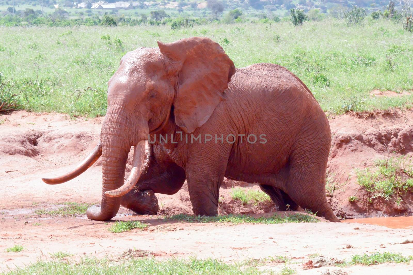 Kenya's red elephant taking a mud bath in the East Tsavo Park