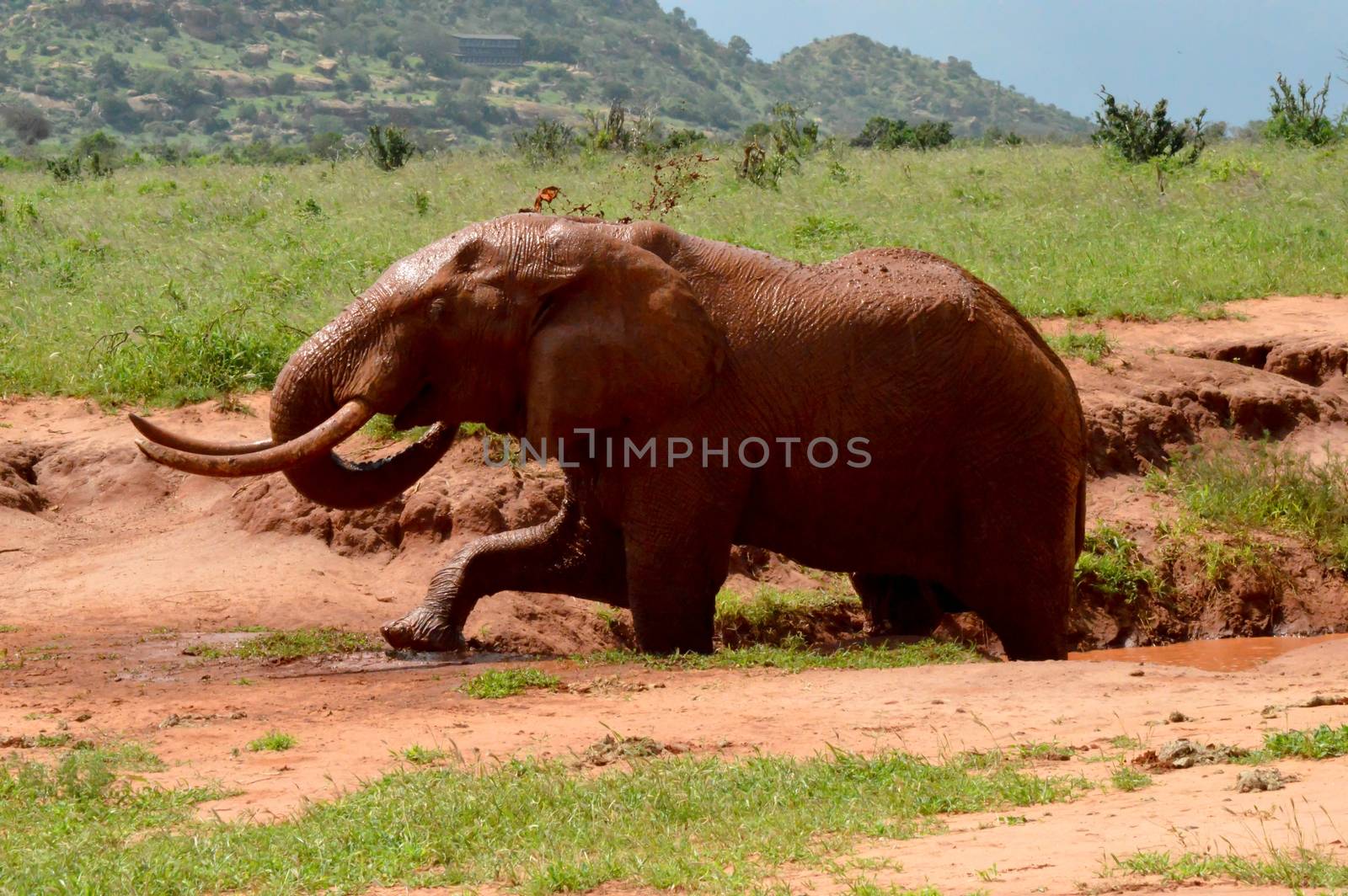 Kenya's red elephant taking a mud bath in the East Tsavo Park