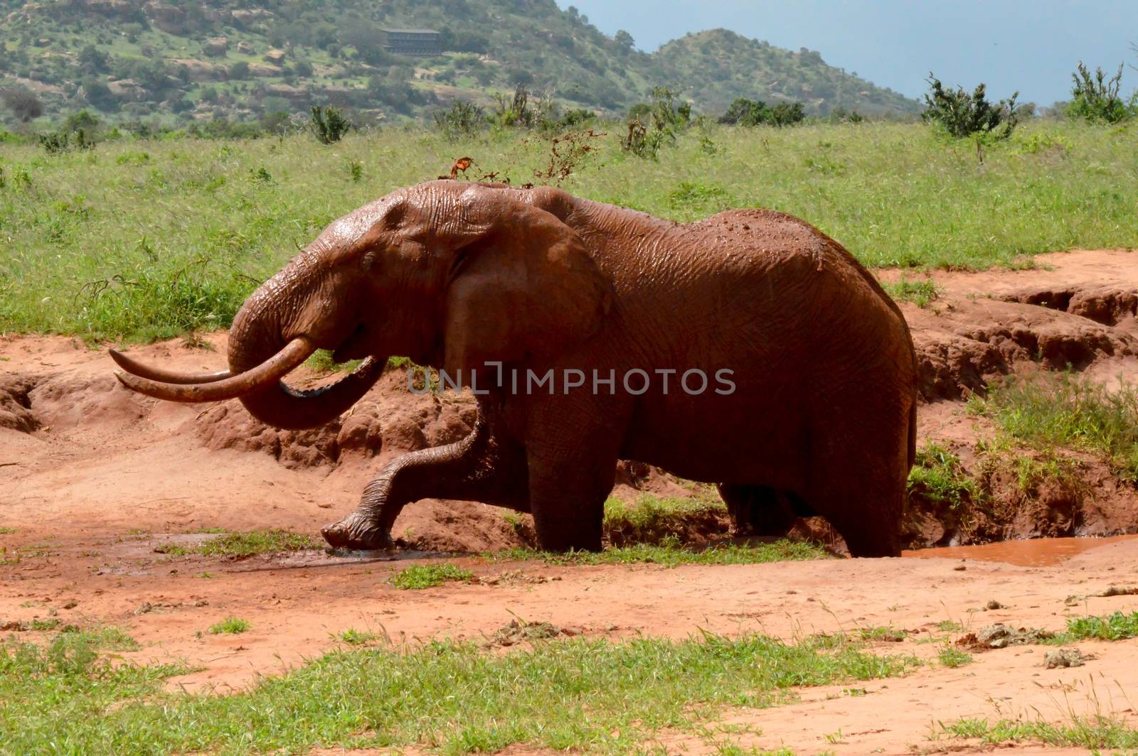 Kenya's red elephant by Philou1000