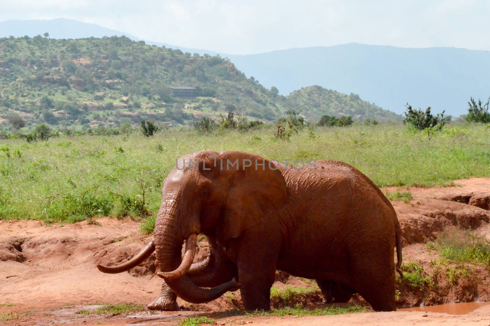 Kenya's red elephant taking a mud bath in the East Tsavo Park