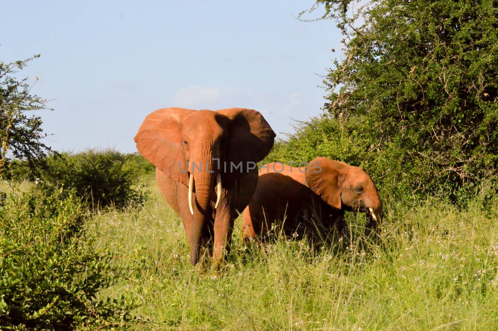 Kenya Red Elephant front view and elephant in East Tsavo Park