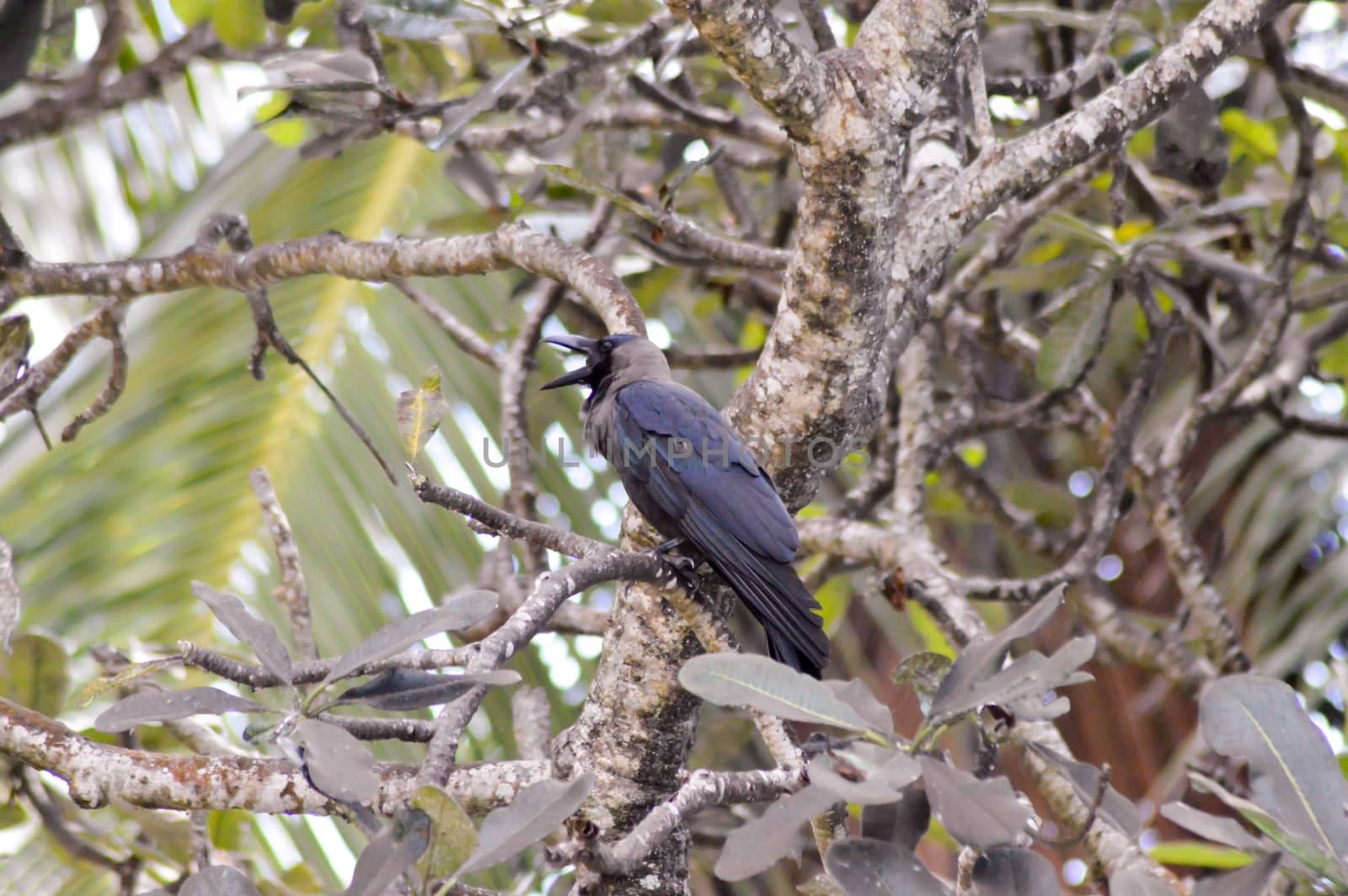 Black crested on a branch with a palm leaf on the bottom of Bamburi beach in Kenya