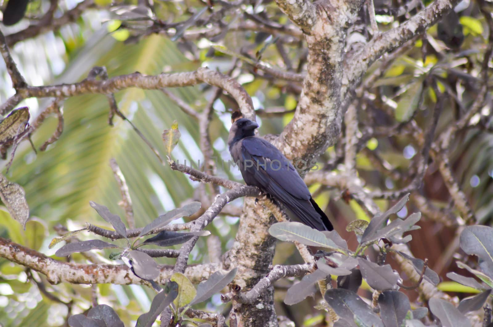 Black crested on a branch with a palm leaf on the bottom of Bamburi beach in Kenya