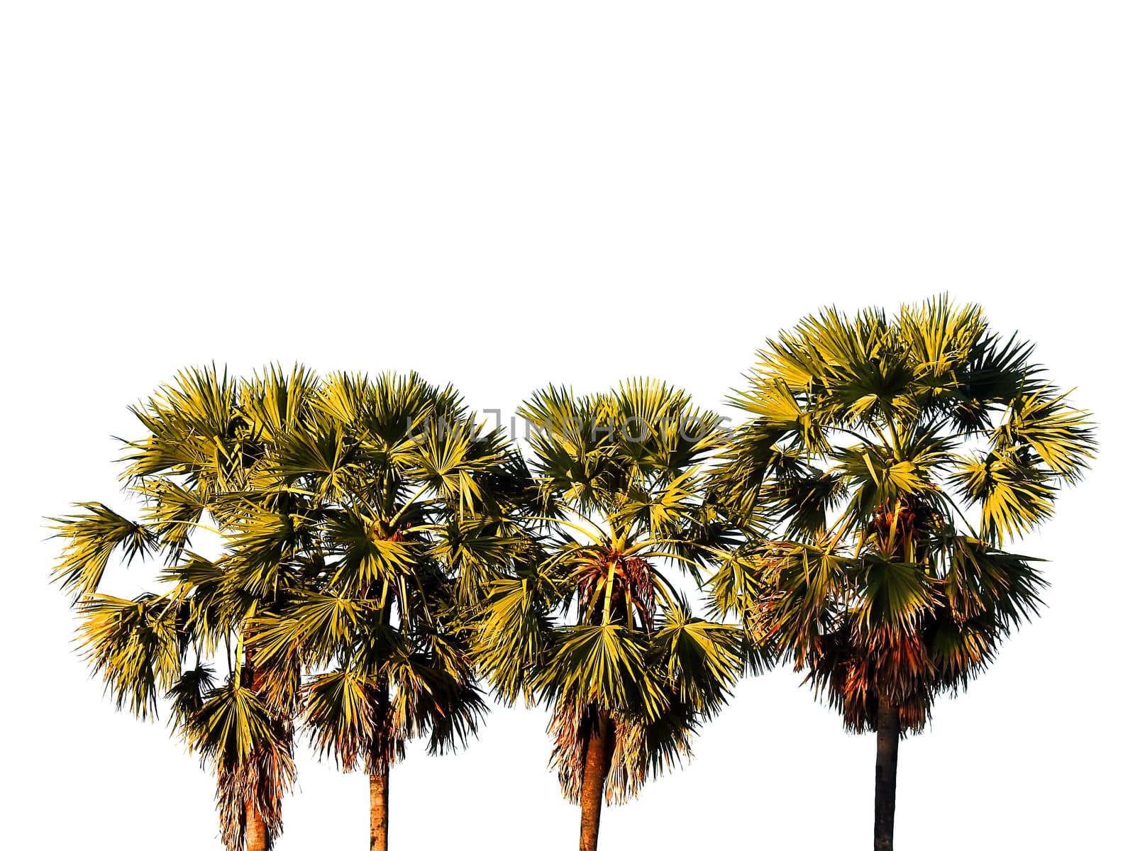 Toddy palm tree isolated. by oasis502