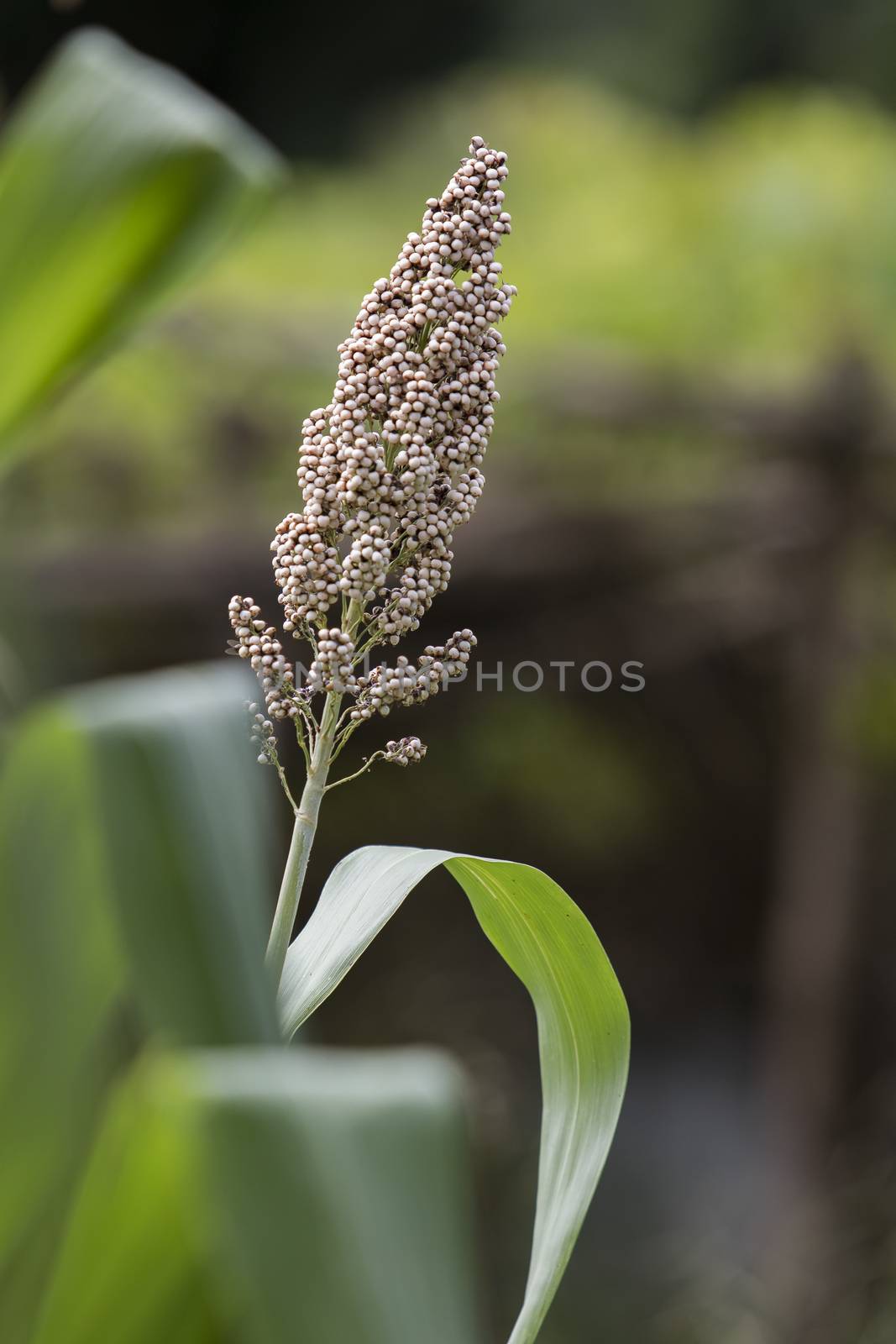 close up sorghum plant against green blur background by khunaspix