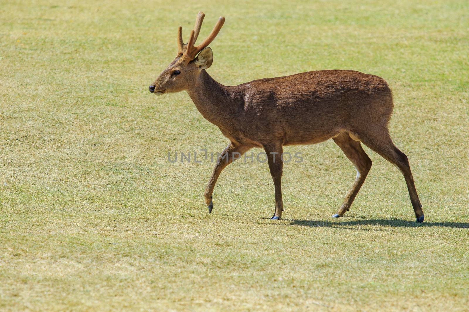 male eld's deer, thamin, brow-antlered deer in green grass field by khunaspix