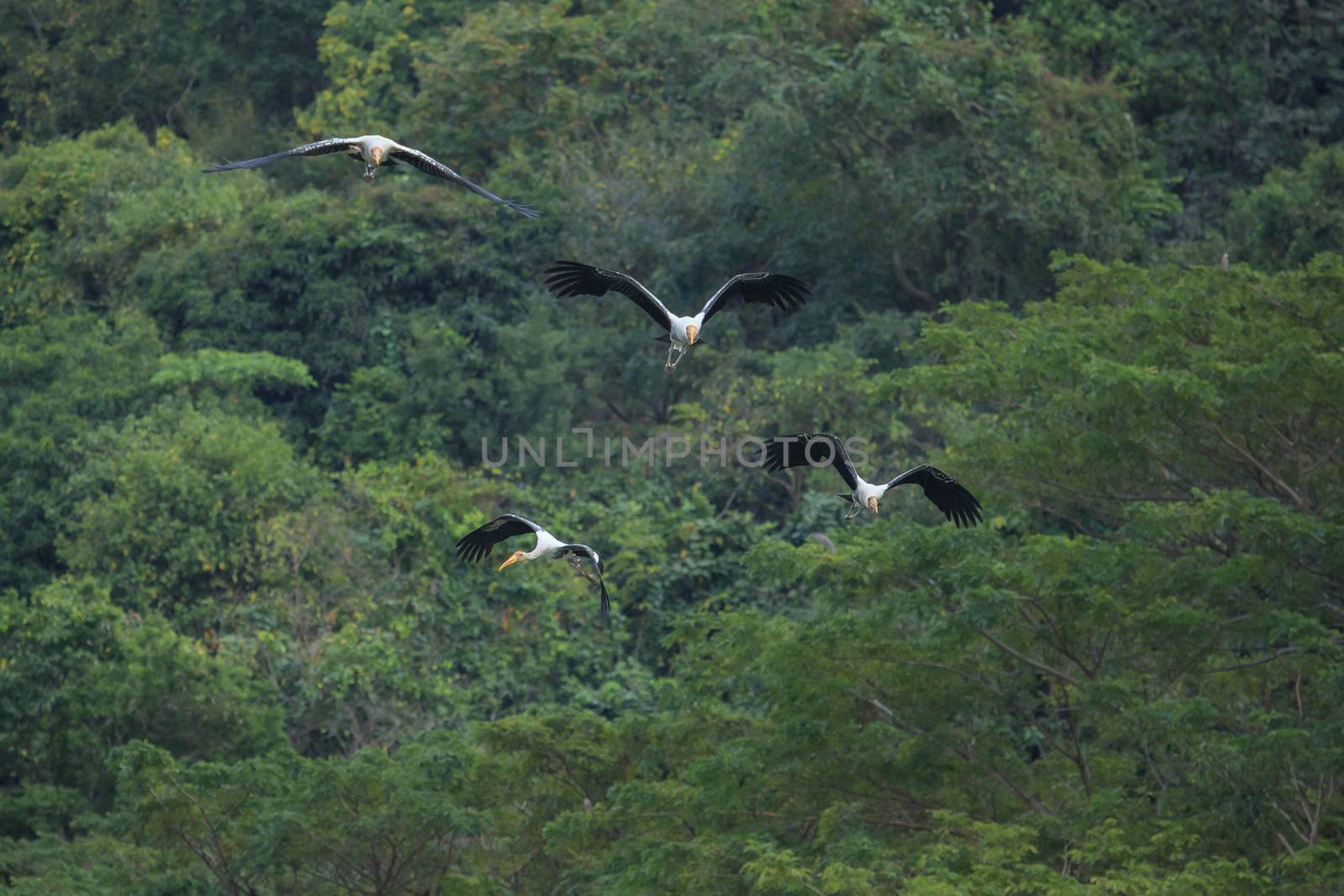 couples Painted Stork bird flying against green natural wild by khunaspix