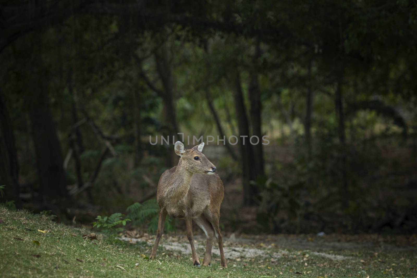female Eld's deer, Thamin, Brow-antlered deer in field by khunaspix