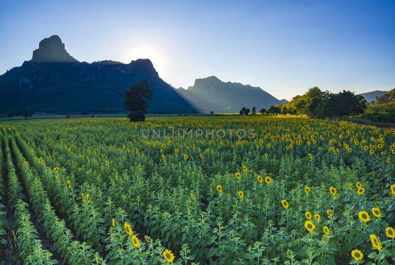 sunflower field and mountain valley in lopburi central of thaila by khunaspix