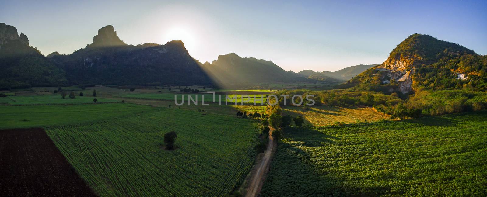 beautiful sun light on sunflowers and agriculture field in lime stone mountain valley lopburi central of thailand
