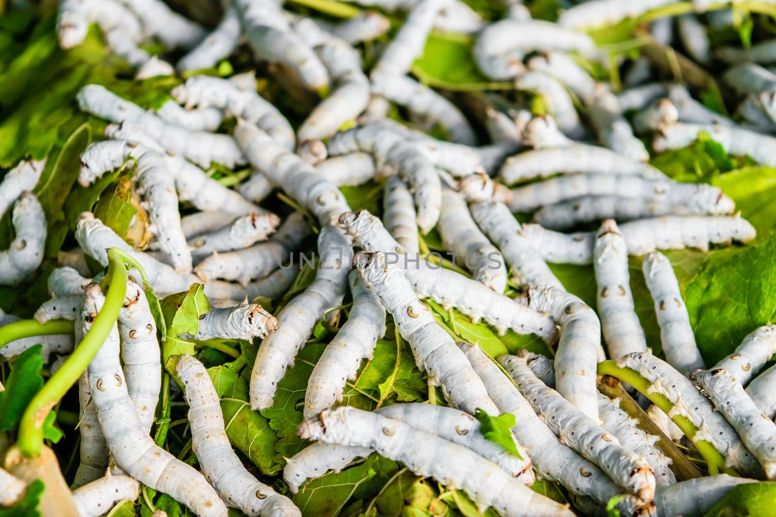 Silkworms close up on a mulberry leaf