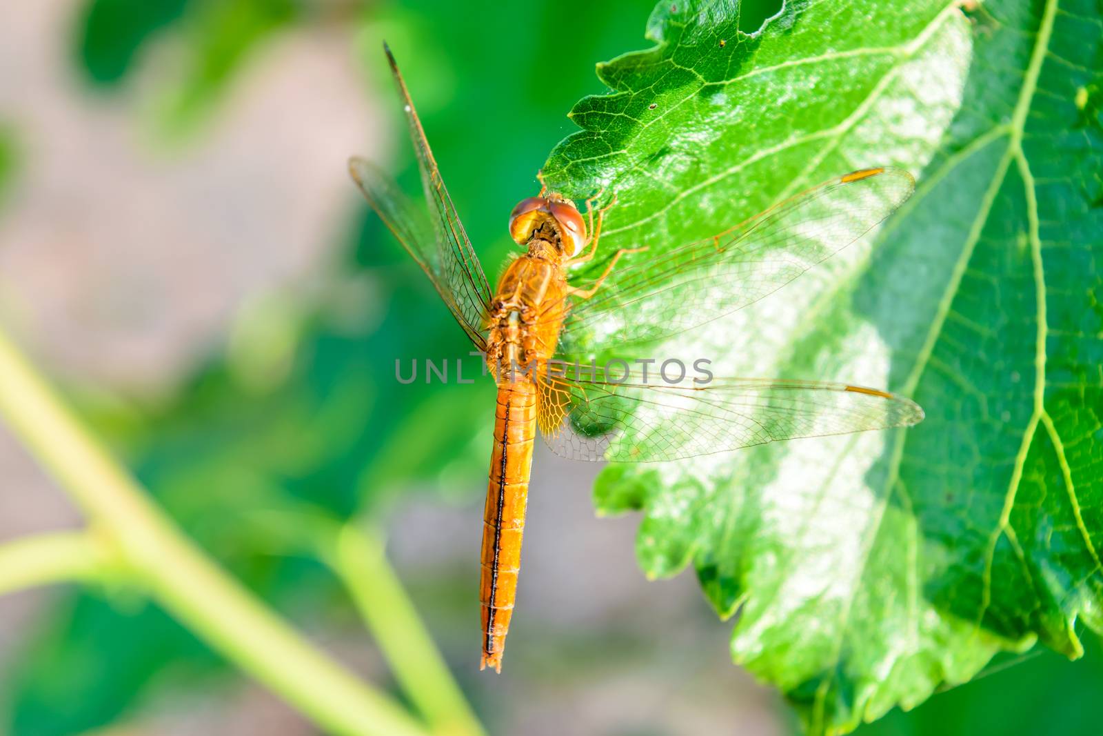 dragonfly on mulberry leaf by naramit