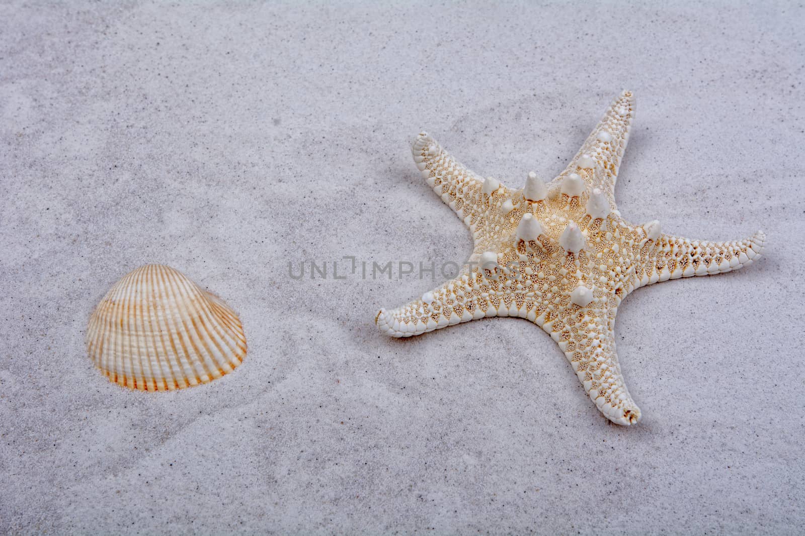 White starfishes and two shells on a greay sand