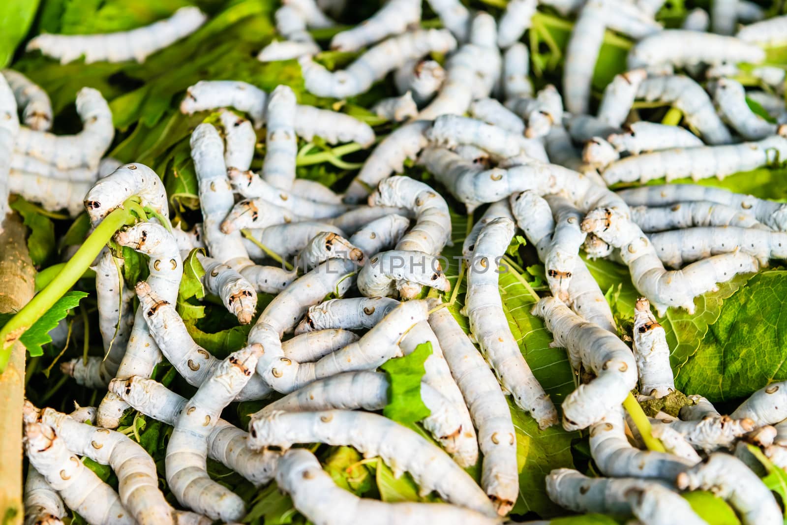 Silkworms close up on a mulberry leaf