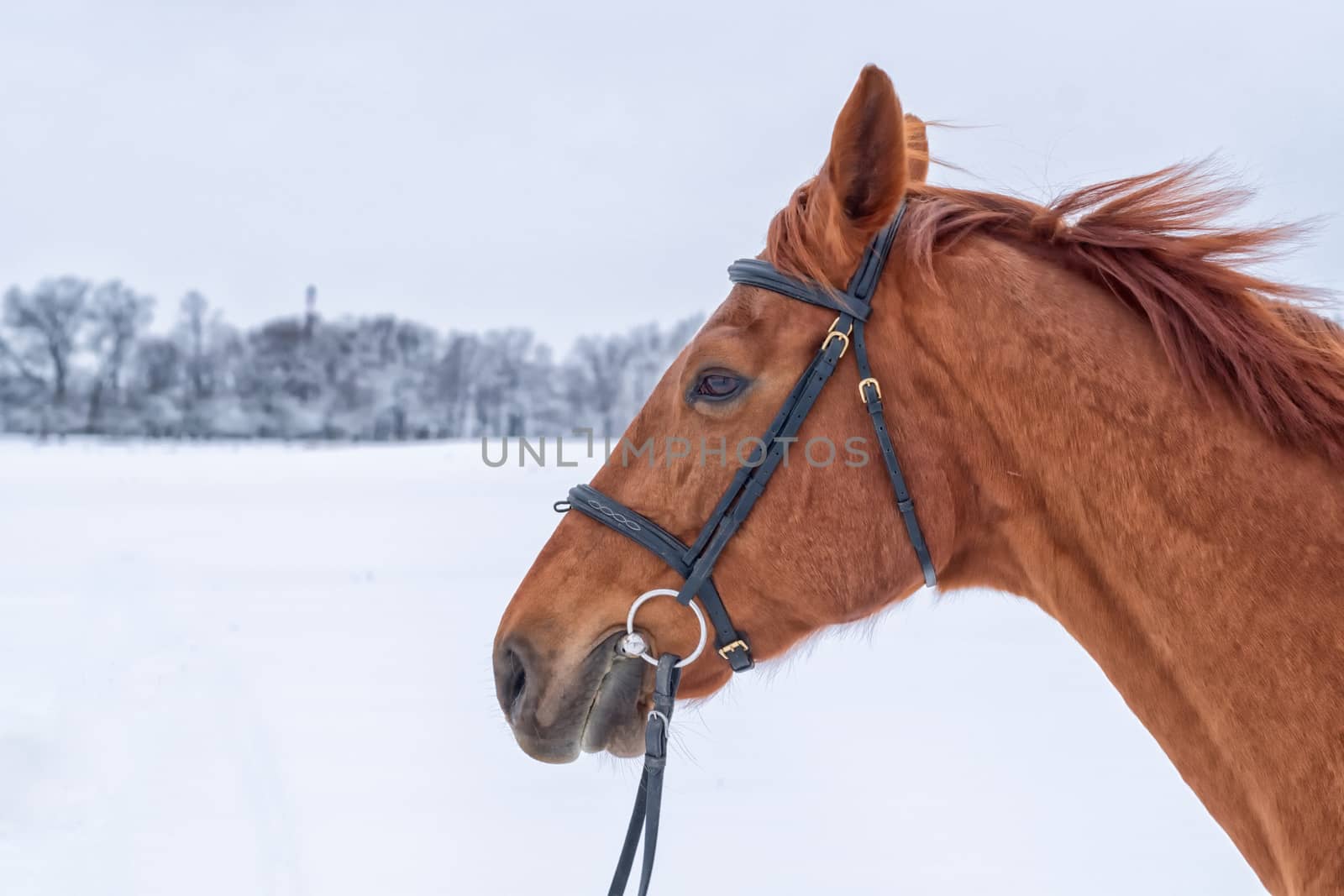 Portrait of brown horse head in winter