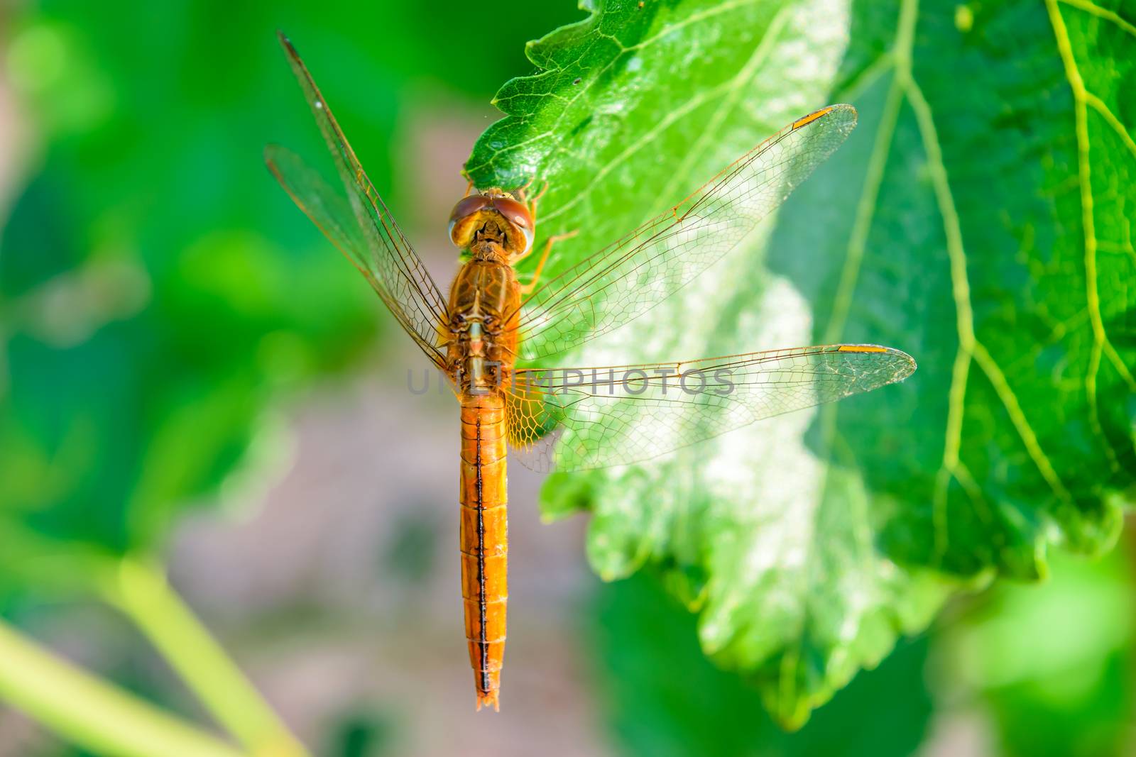 dragonfly on mulberry leaf in nature background