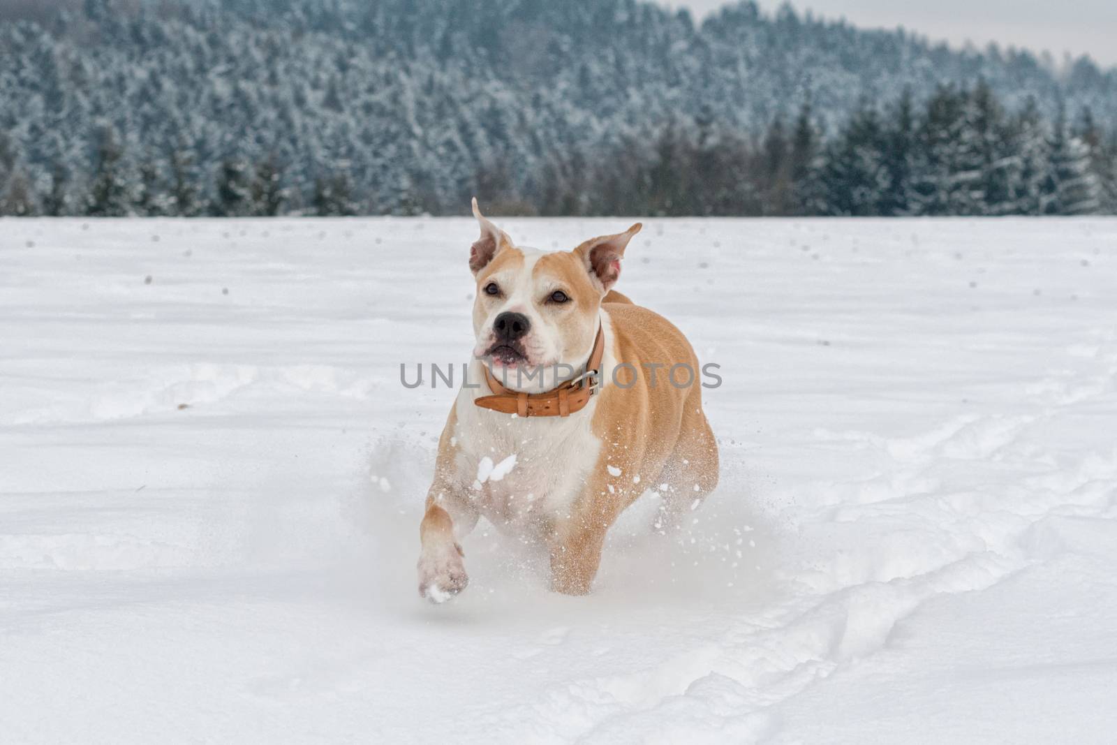 Running staffordshire bull terrier in a snow