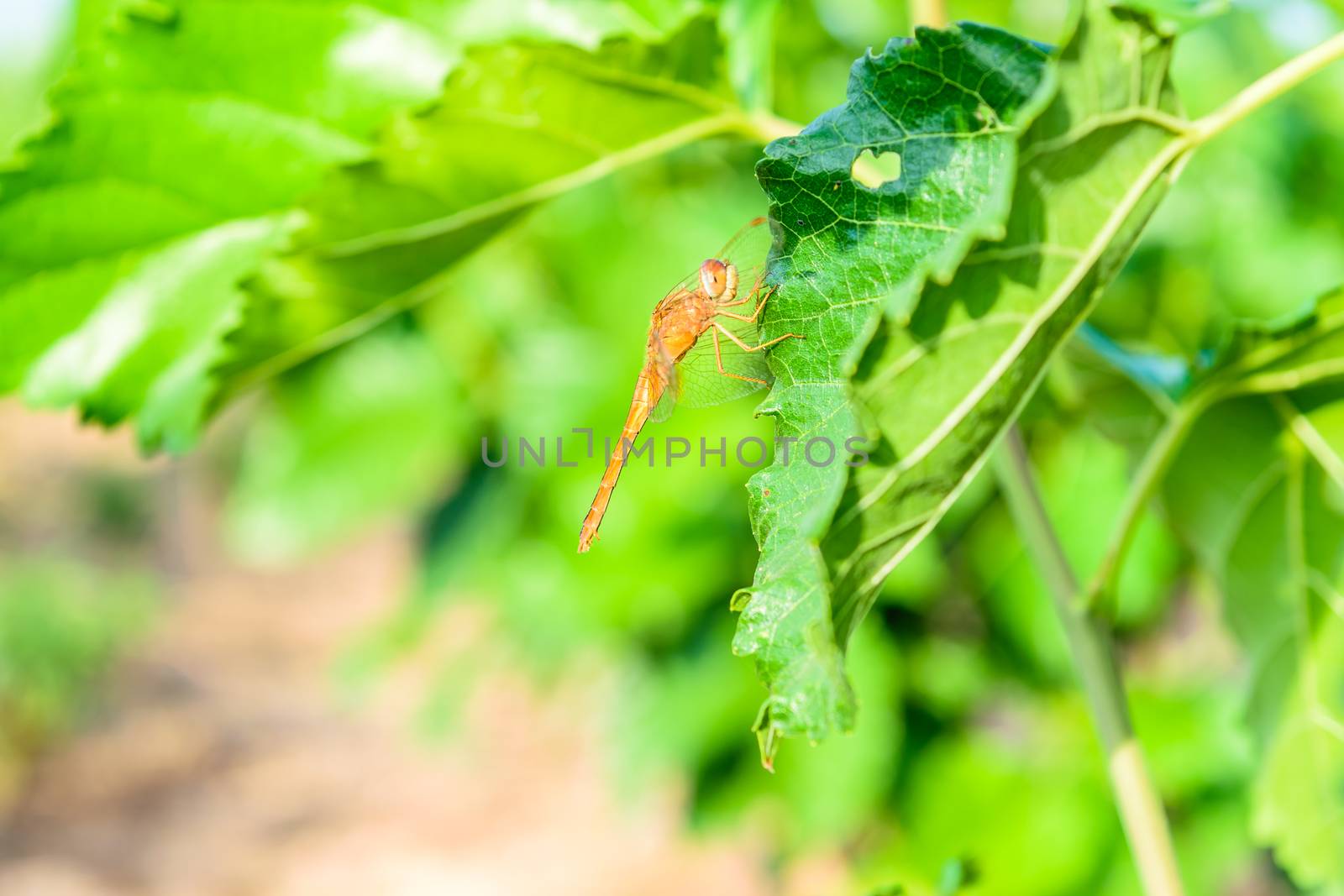 dragonfly on mulberry leaf in nature background