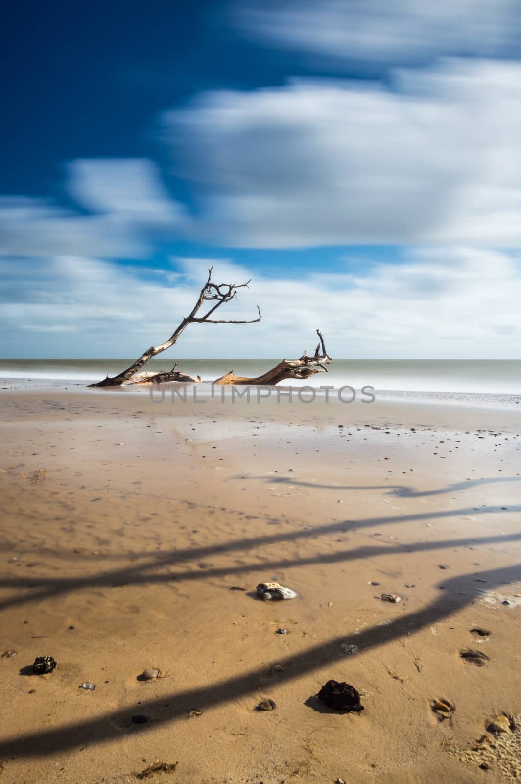 A tree sinking into the sand at Southwold, Suffolk