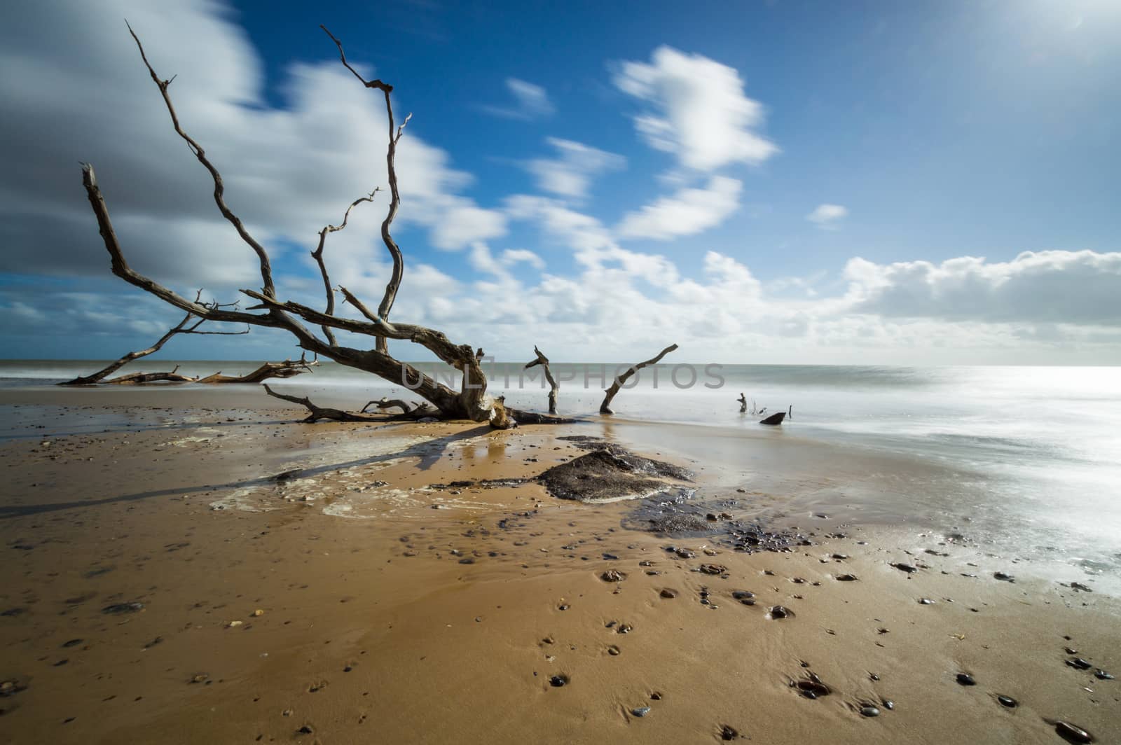 A couple of trees sunken into the sand at Southwold, Suffolk