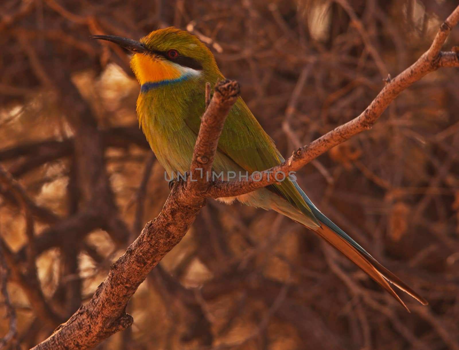 Swallow-tailed Bee-eater (Merops hirundineus) photographed in the Kgaligadi Transfrontier Park, Southern Africa.