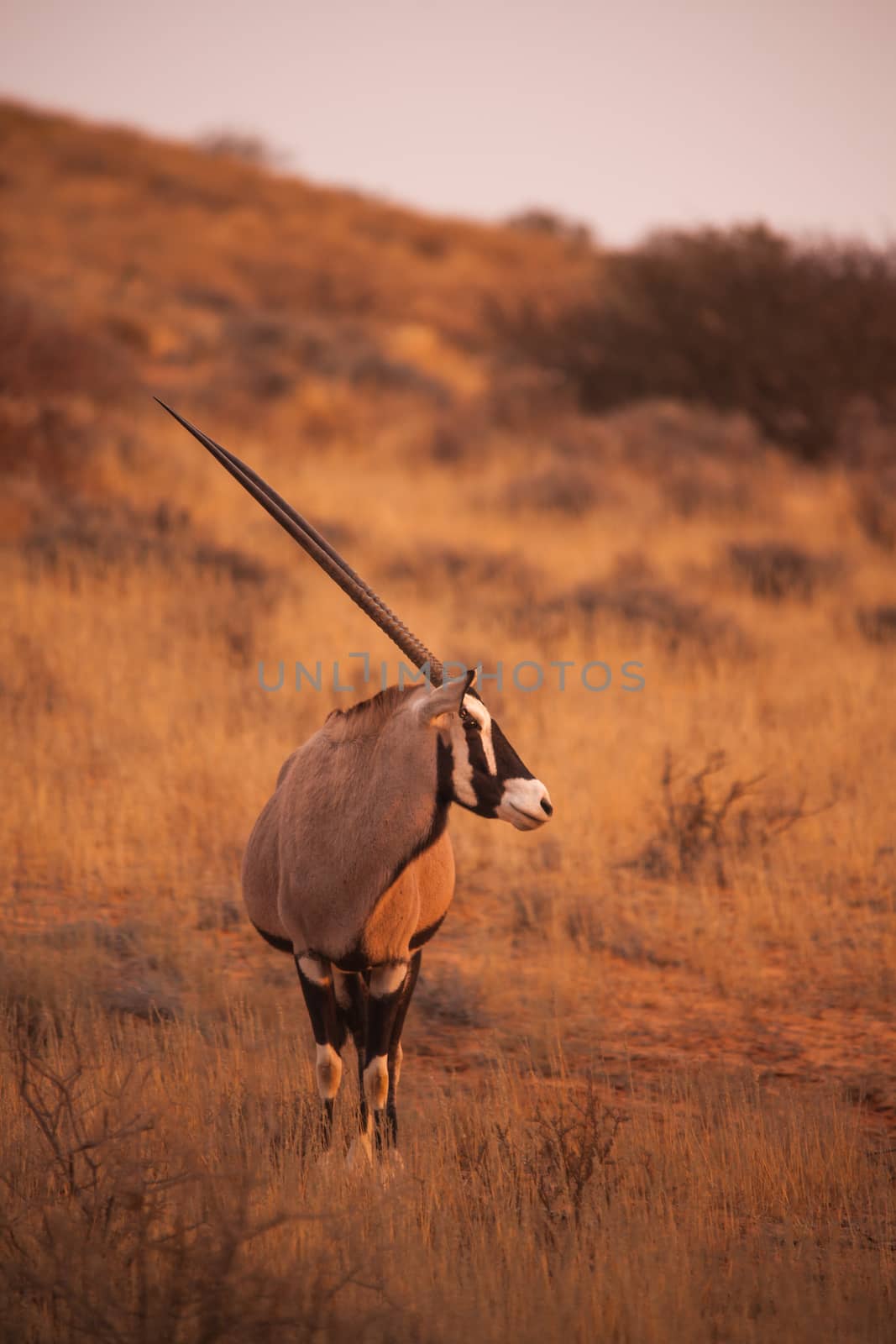 Oryx by kobus_peche