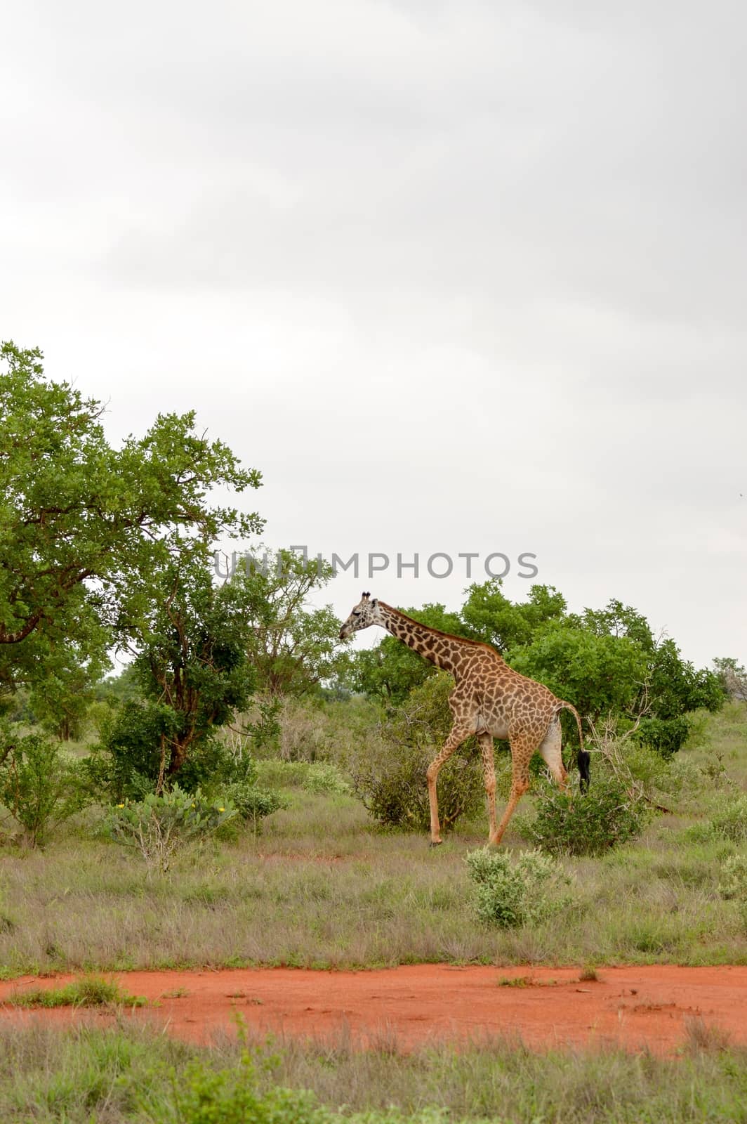 Giraffe in the savanna by Philou1000