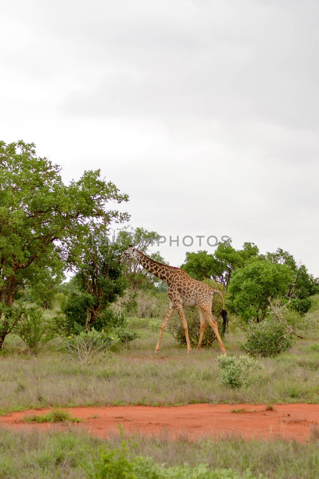 Giraffe in the savanna of East Tsavo Park in Kenya