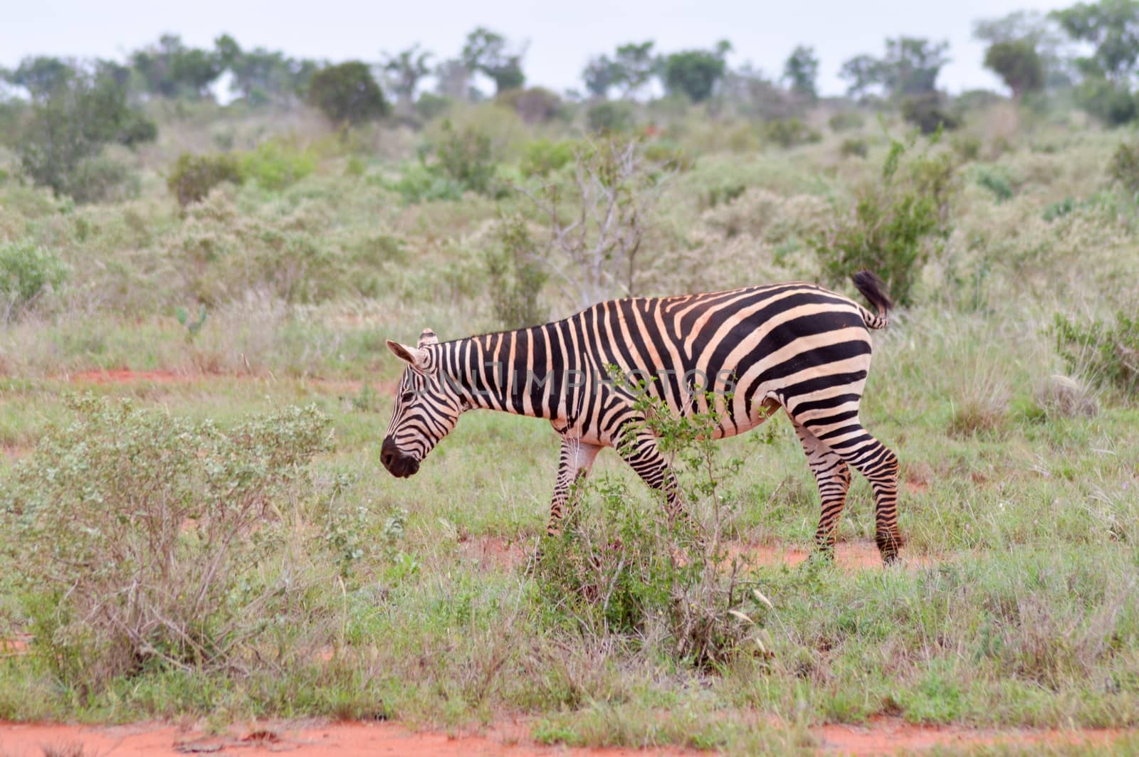 A zebra grazing by Philou1000