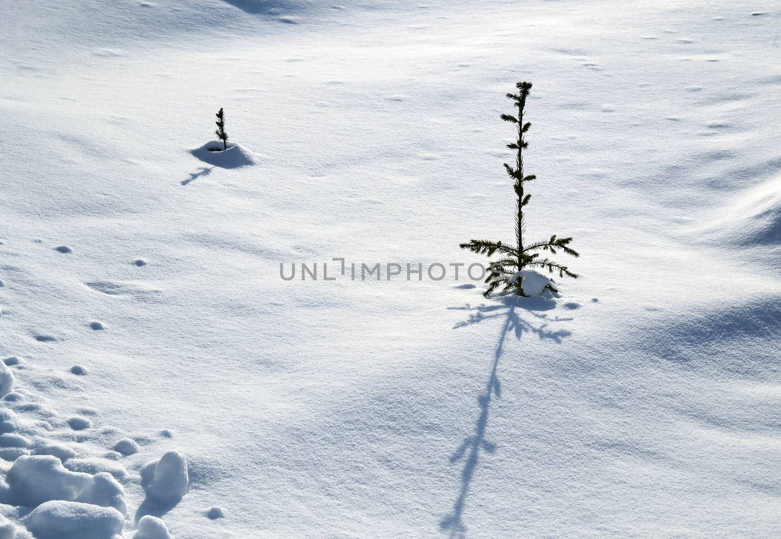 seasonal background two small snowy trees