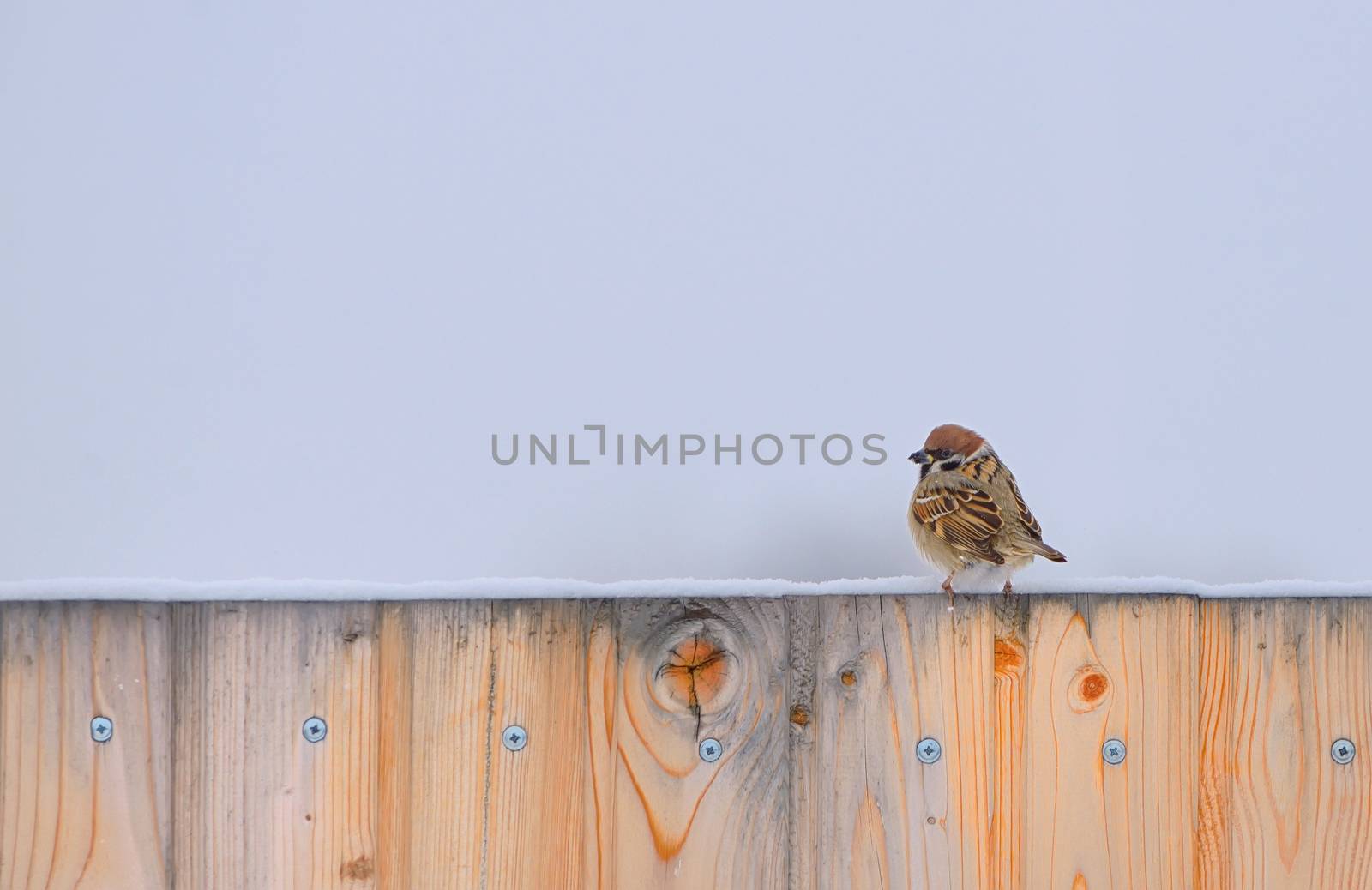 Little Sparrow on fence in winter time