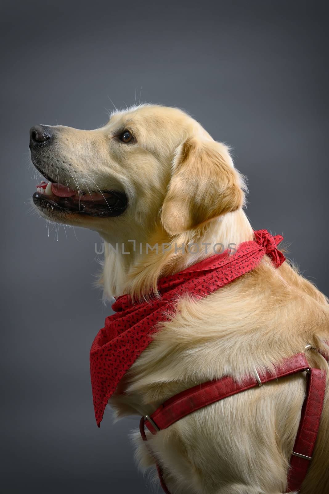 golden retriever dog in studio