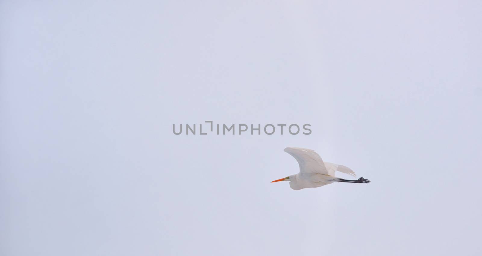 Great Egret (Ardea alba) in flight in winter time
