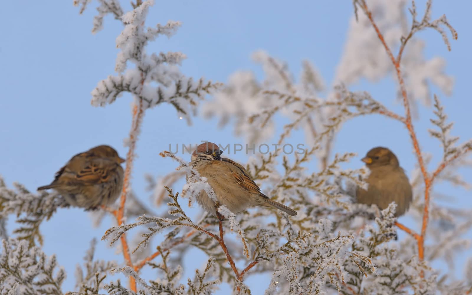 Little Sparrows on pine tree branch in winter