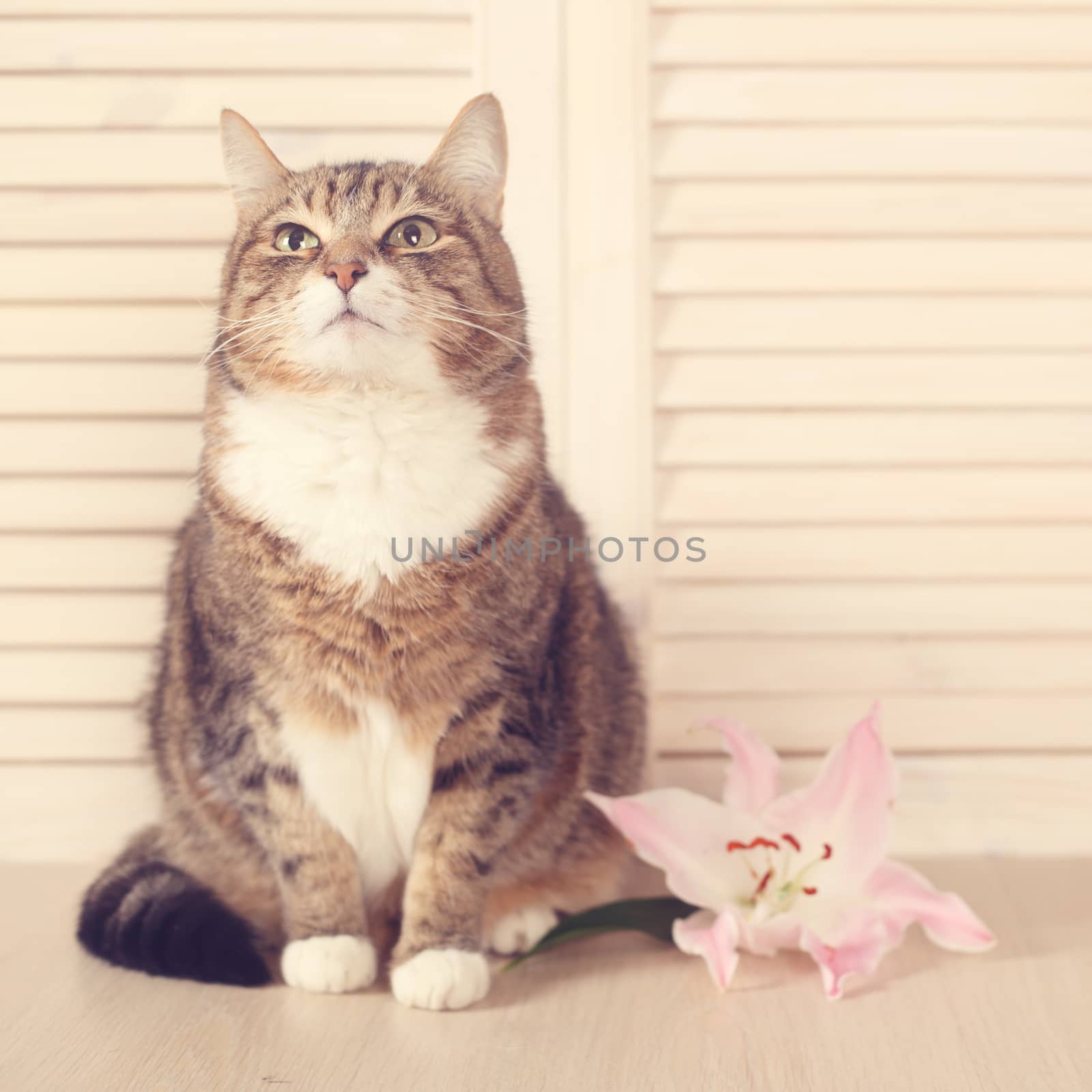 Cat with lily flower sitting on wooden background