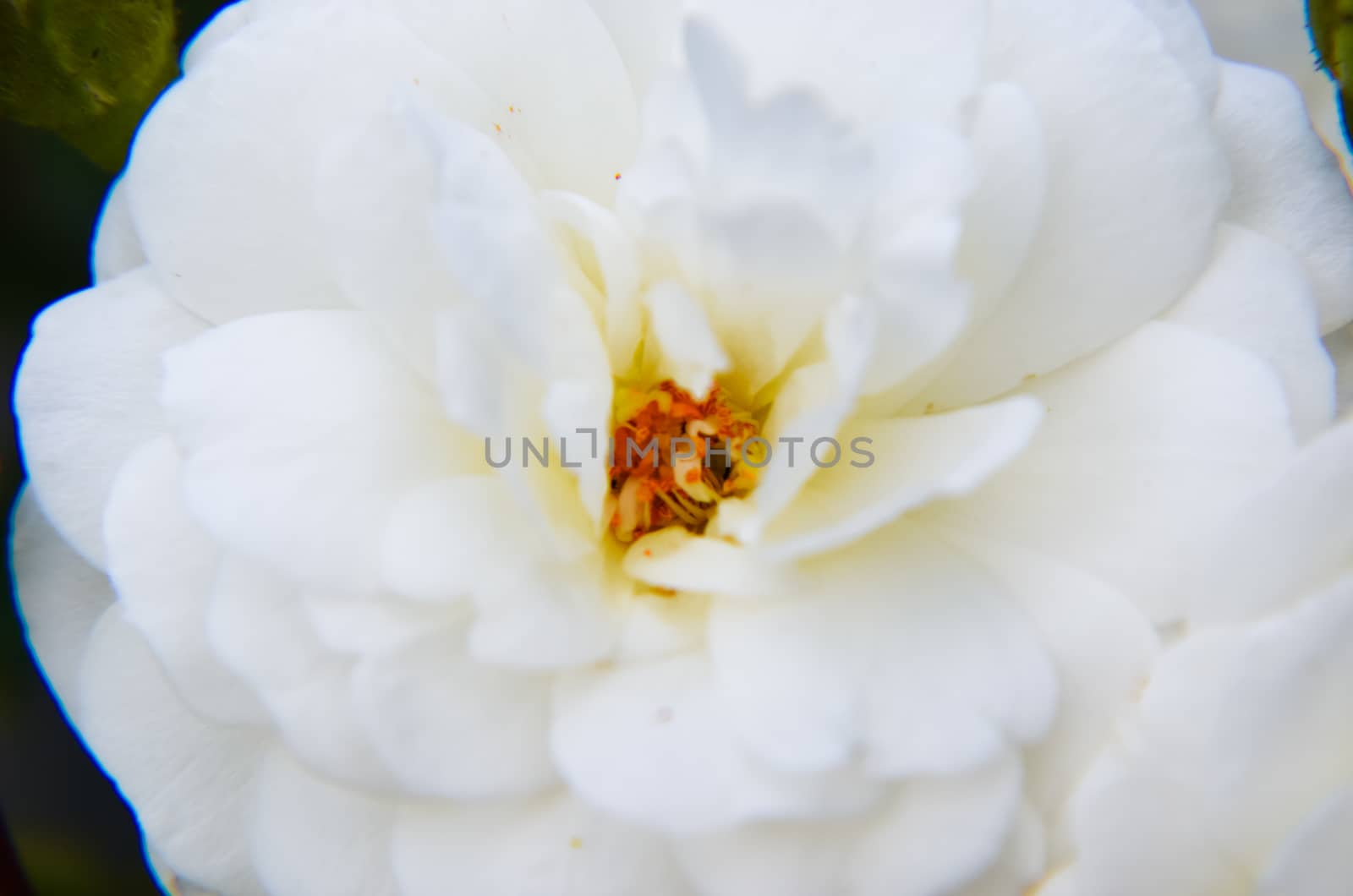 close up of white rose petals at summer