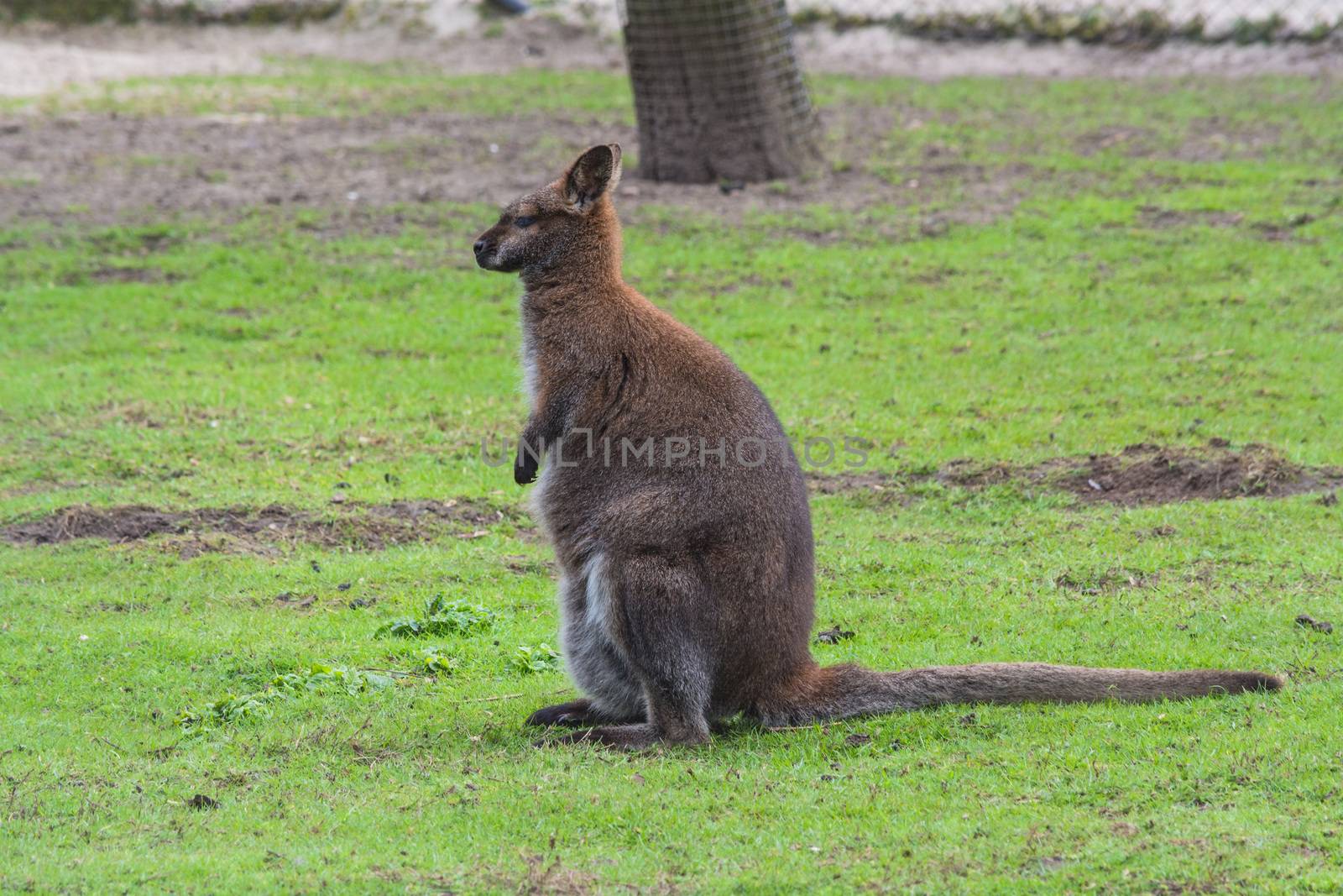 Kangaroo in its natural habitat by JFsPic
