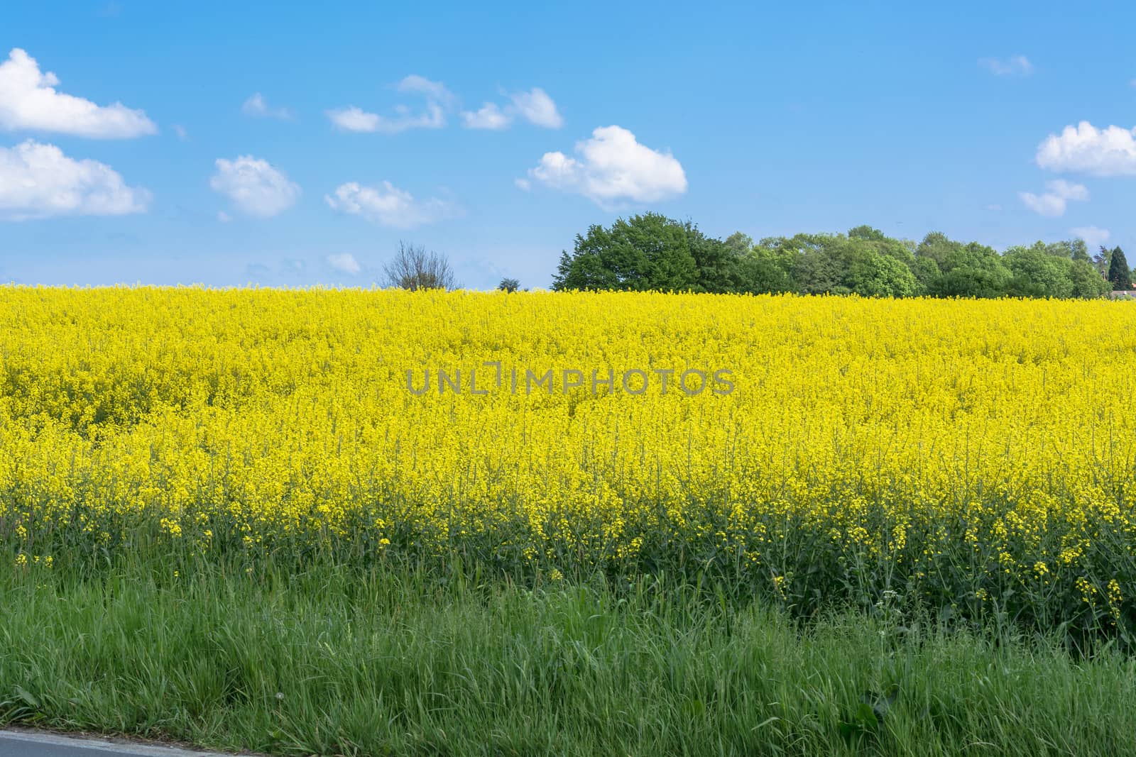 Blooming canola field with blue sky by JFsPic