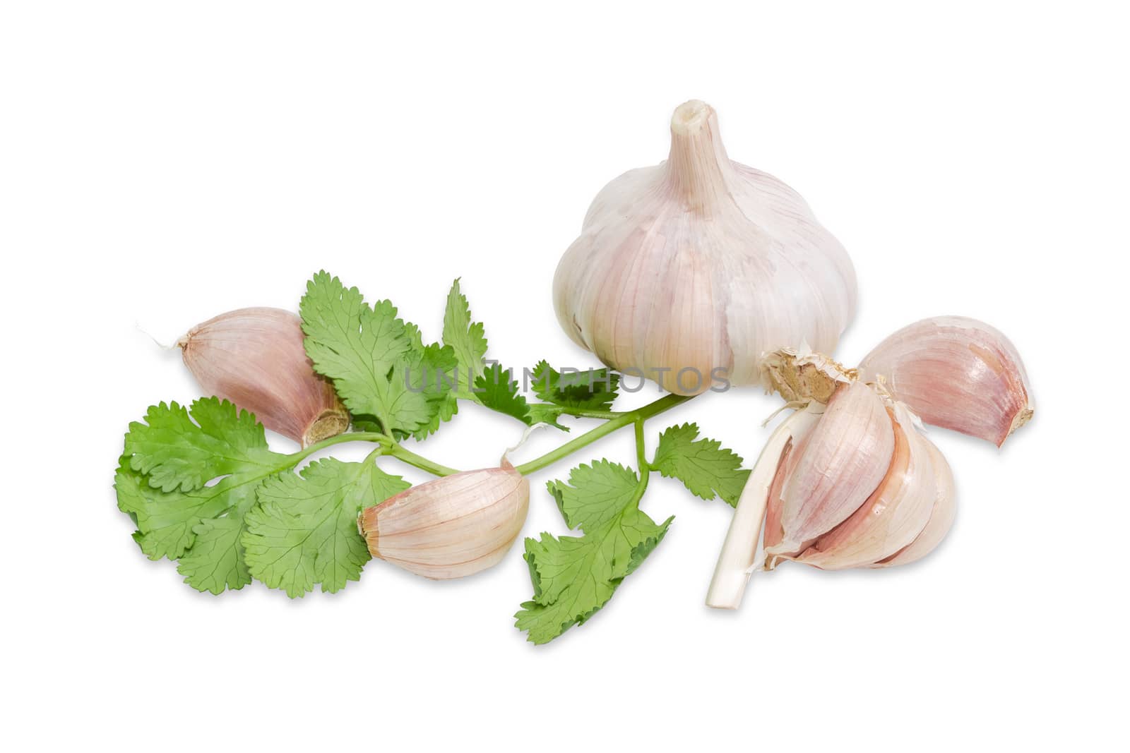 Garlic and twig of coriander on a light background by anmbph