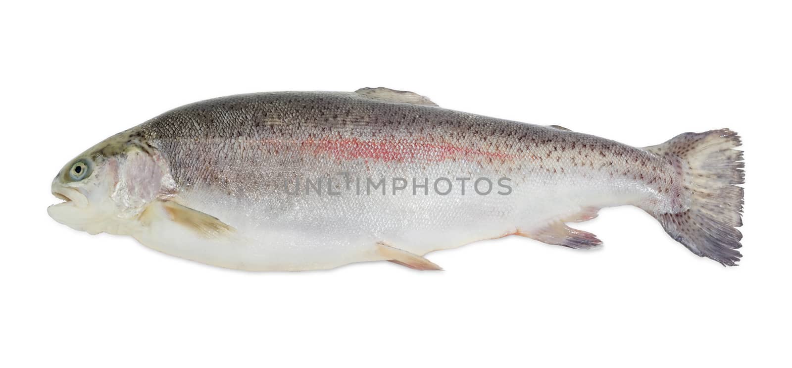 Fresh cleaned raw rainbow trout on a light background
