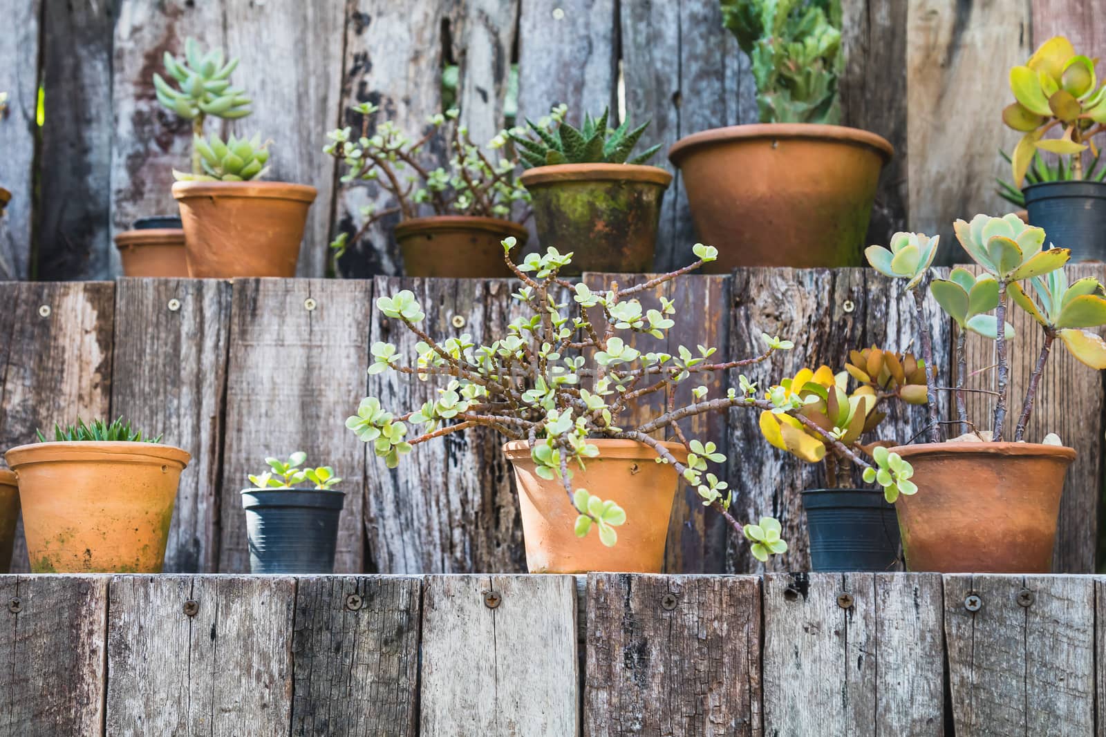 various cactus pot on wood shelf in garden by luckyfim