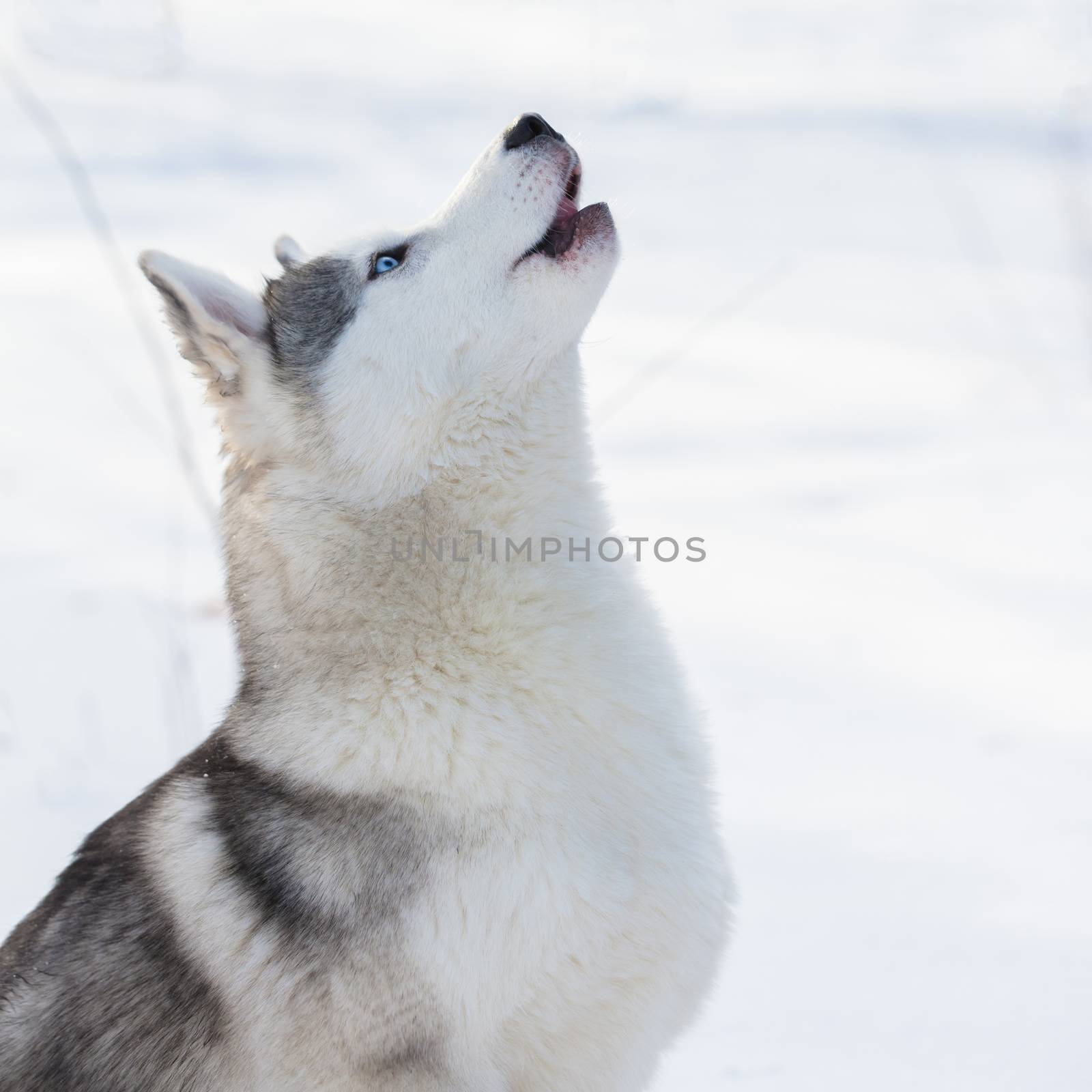 Husky puppy with blue eyes outdoors in winter